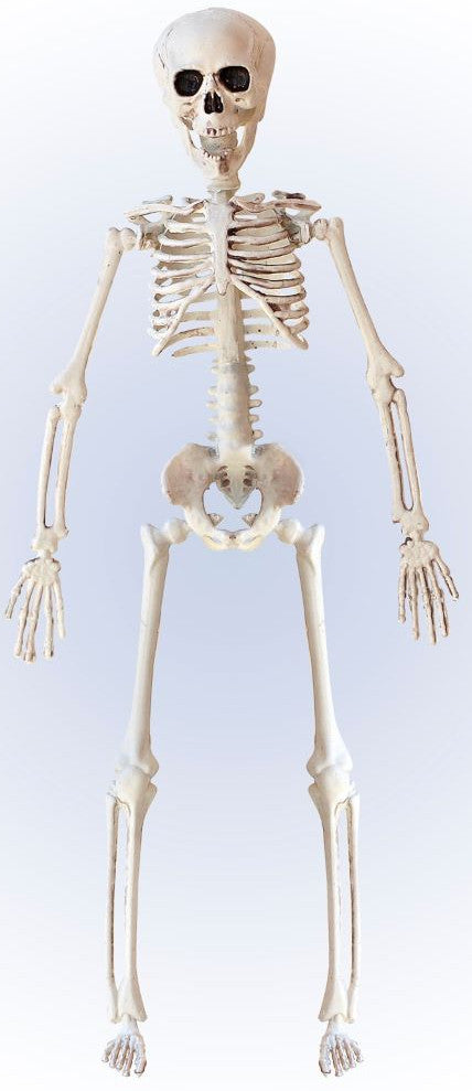 Skelett Dekofigur 40cm 1
